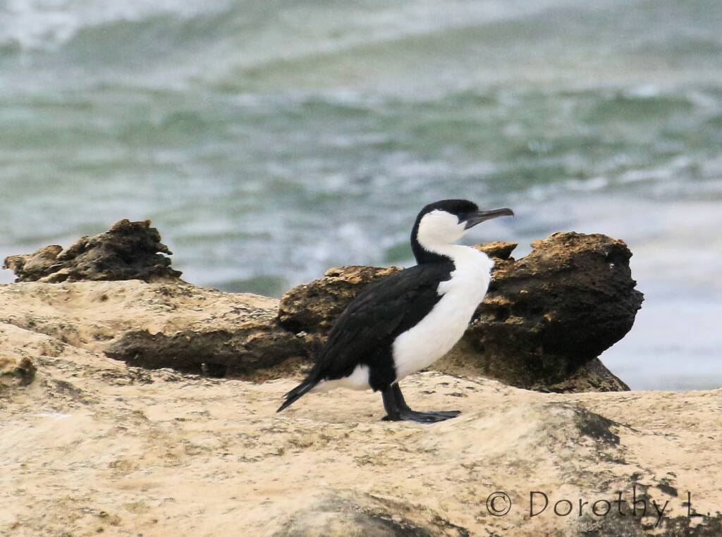 Black-faced Cormorant (Phalacrocorax fuscescens)