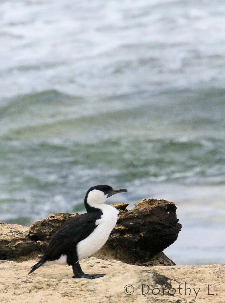 Black-faced Cormorant (Phalacrocorax fuscescens)