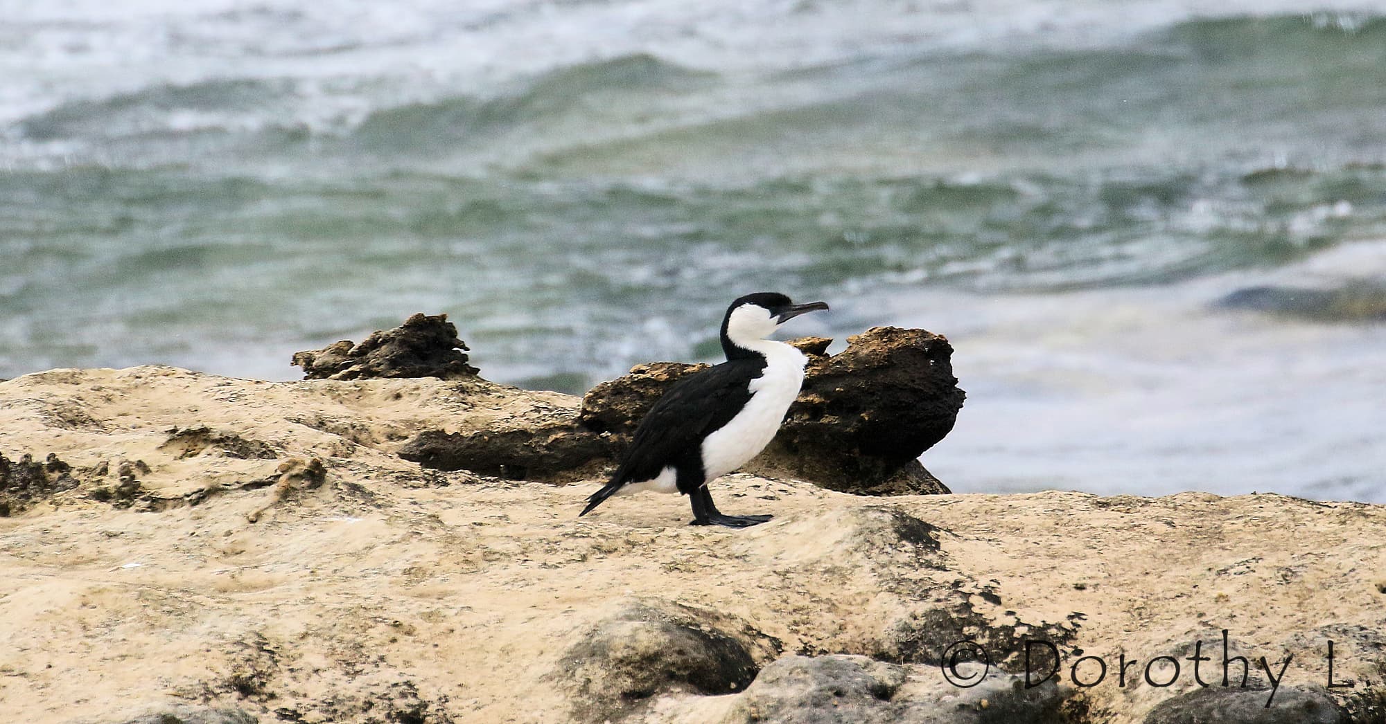 Black-faced Cormorant (Phalacrocorax fuscescens)