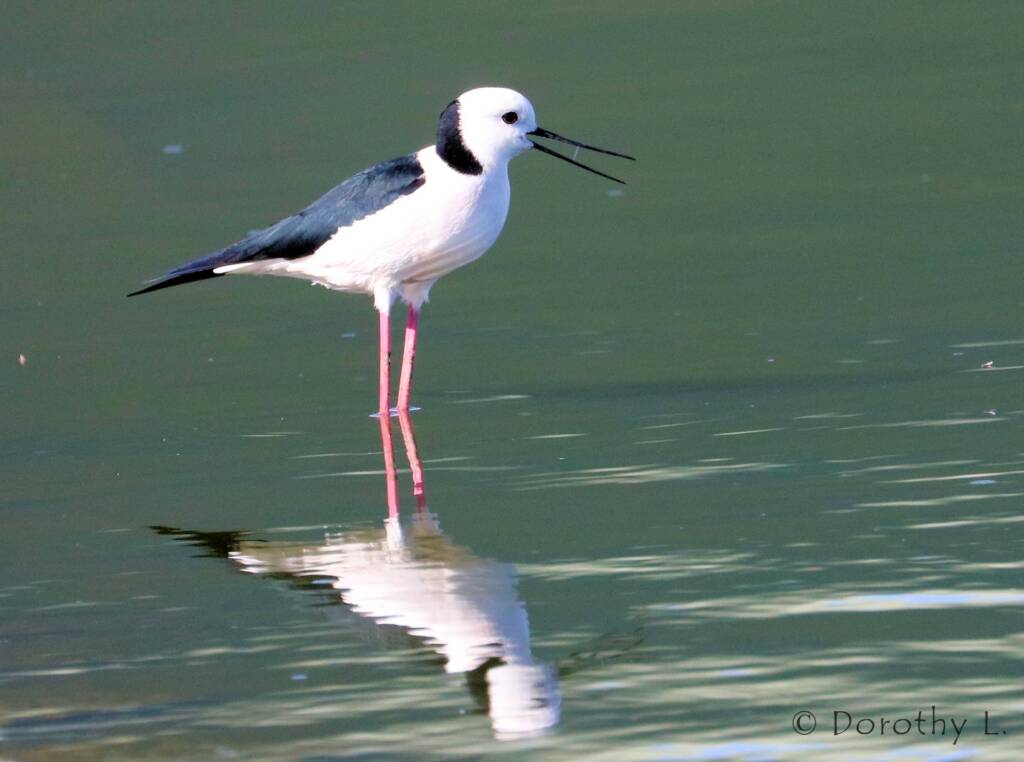 Black-necked Stilt (Himantopus leucocephalus)
