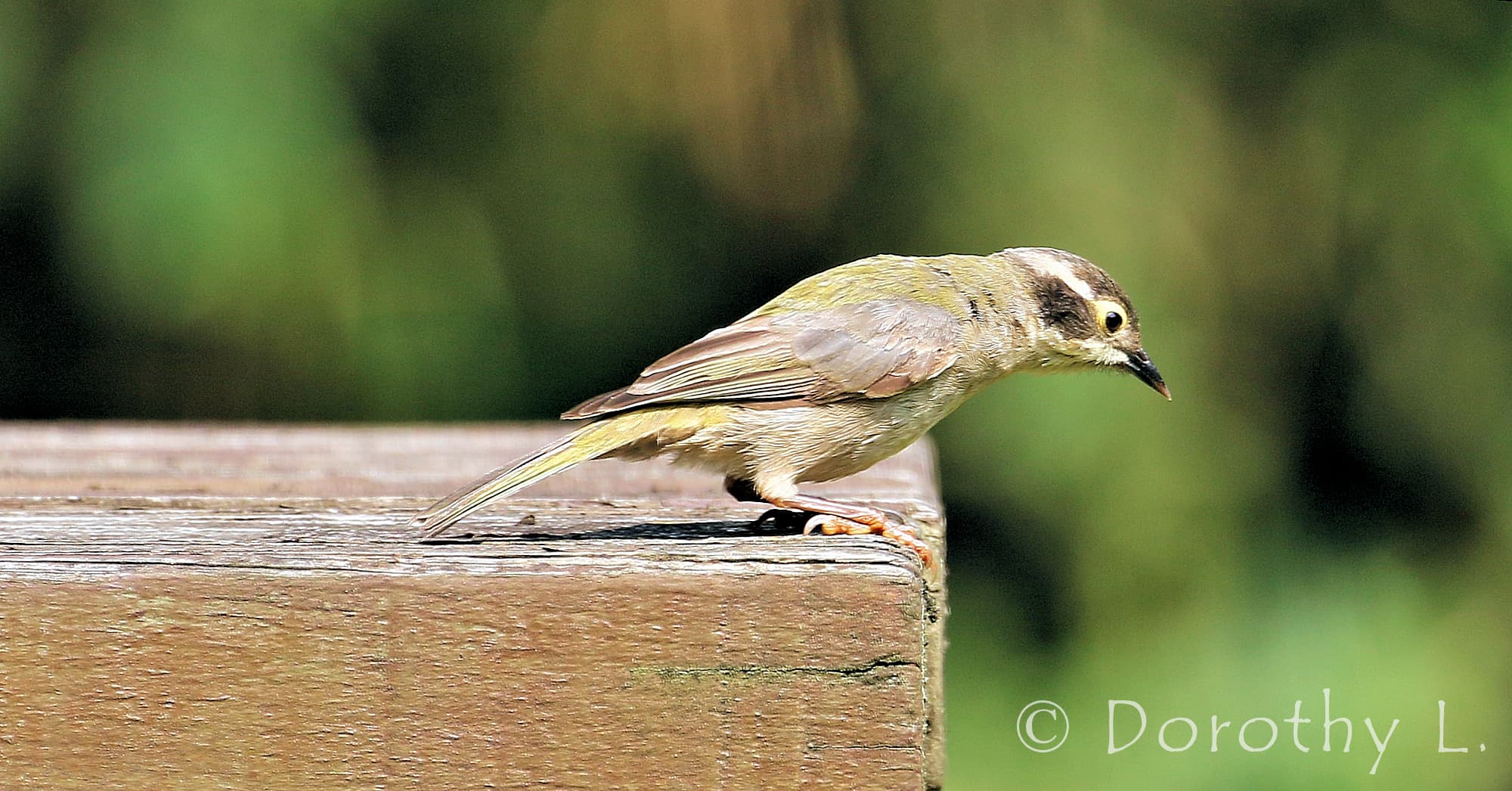 Brown-headed Honeyeater (Melithreptus brevirostris)