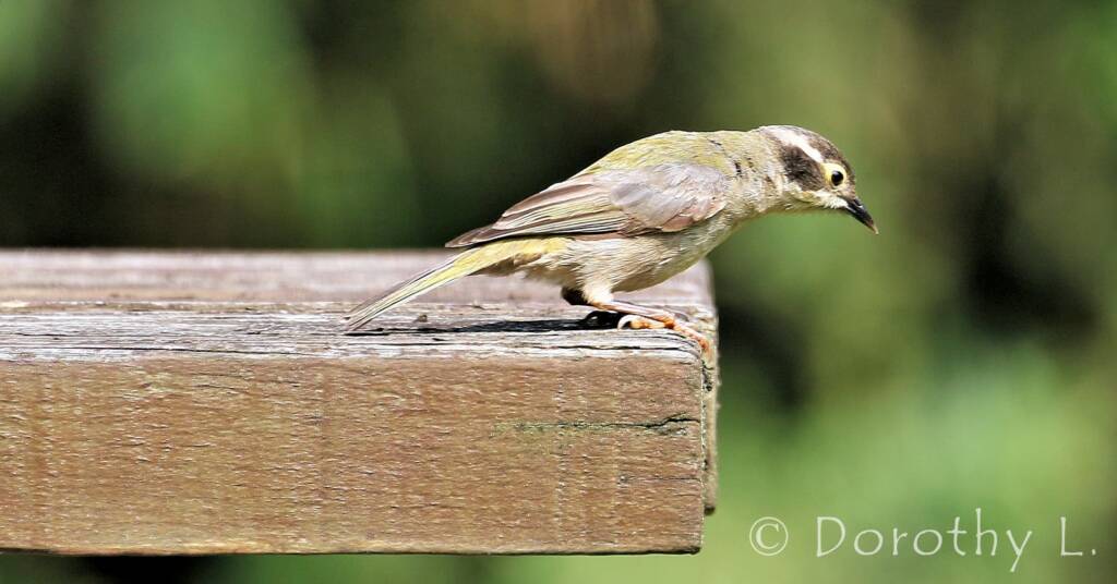 Brown-headed Honeyeater (Melithreptus brevirostris)
