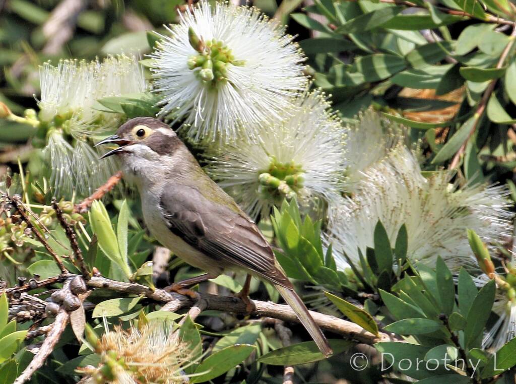 Brown-headed Honeyeater (Melithreptus brevirostris)