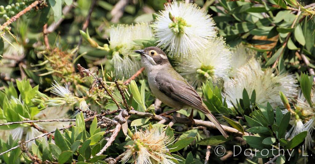 Brown-headed Honeyeater (Melithreptus brevirostris)