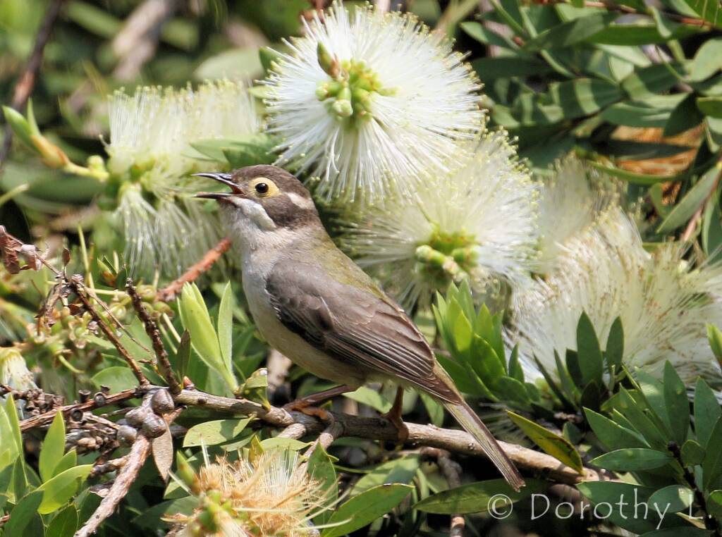 Brown-headed Honeyeater (Melithreptus brevirostris)