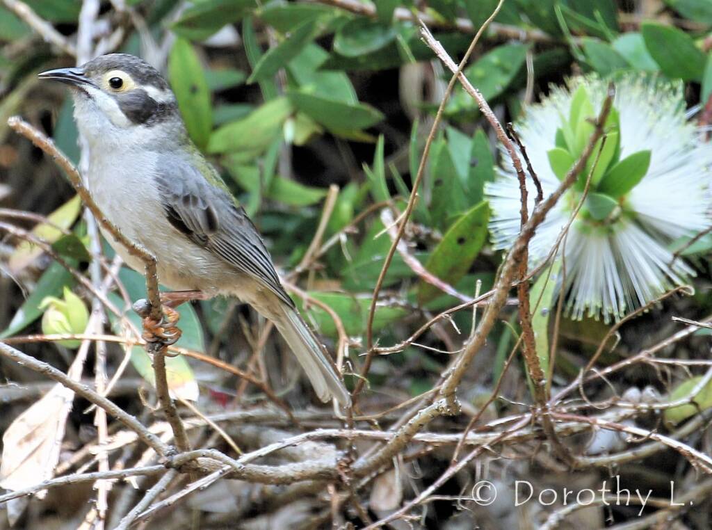 Brown-headed Honeyeater (Melithreptus brevirostris)