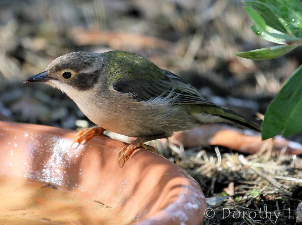 Brown-headed Honeyeater (Melithreptus brevirostris)