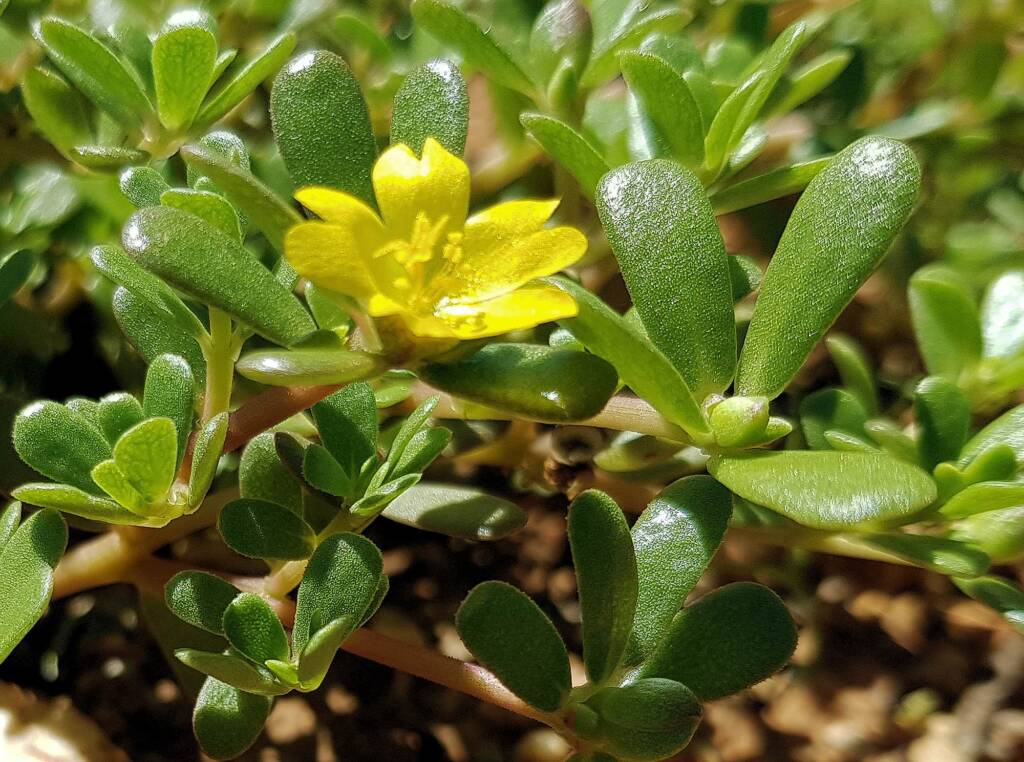 Buttercup Pigweed (Portulaca intraterranea), Alice Springs Desert Park