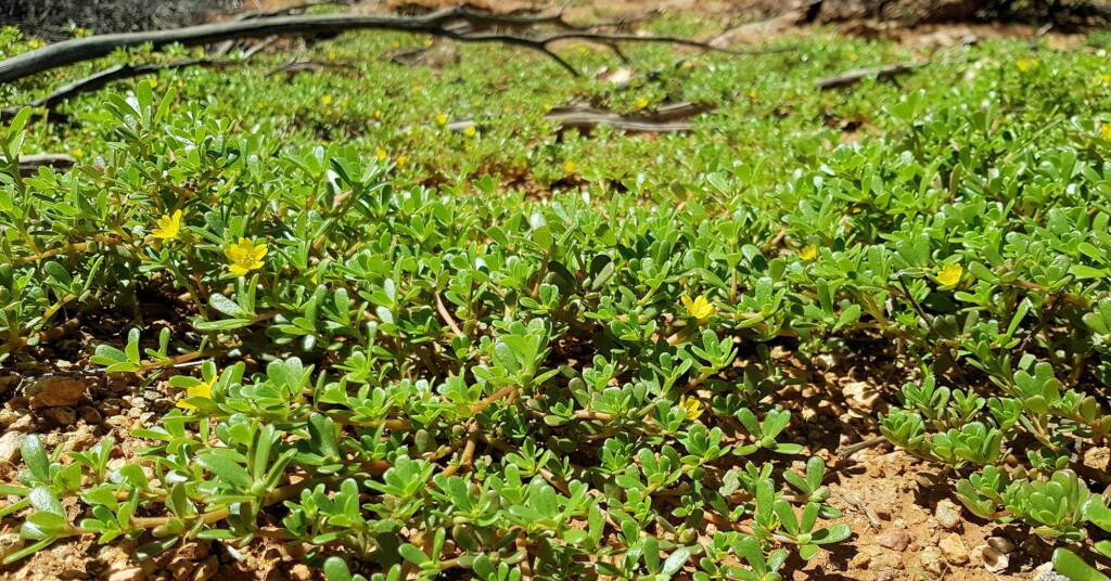 Buttercup Pigweed (Portulaca intraterranea), Alice Springs Desert Park