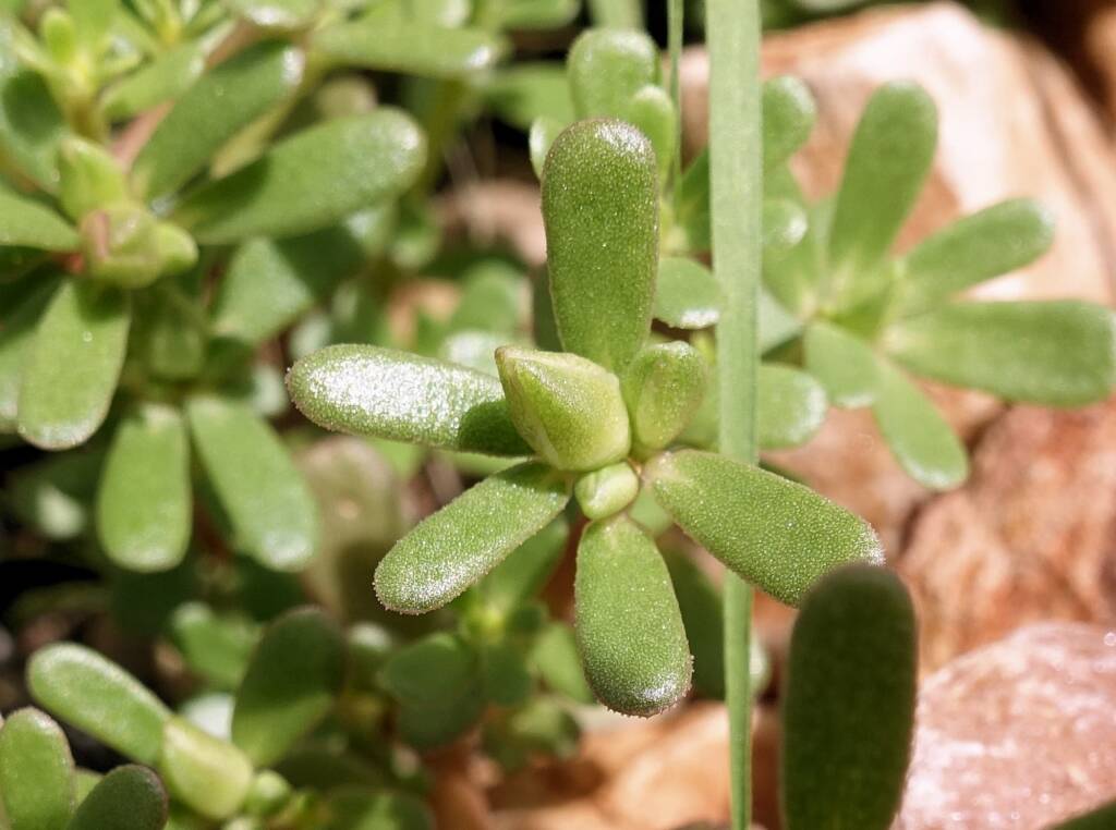 Buttercup Pigweed (Portulaca intraterranea), Alice Springs Desert Park
