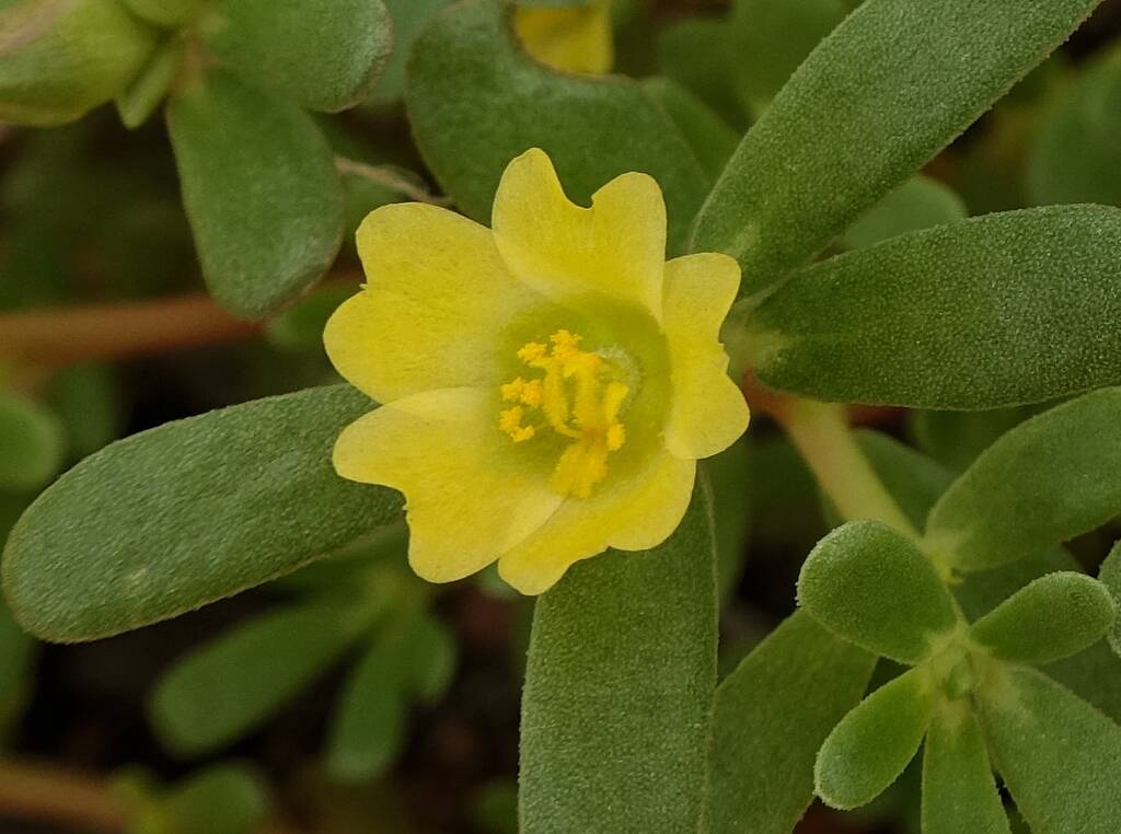 Buttercup Pigweed (Portulaca intraterranea), Alice Springs Desert Park