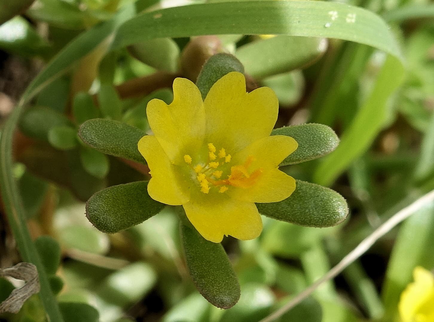 Buttercup Pigweed (Portulaca intraterranea), Alice Springs Desert Park
