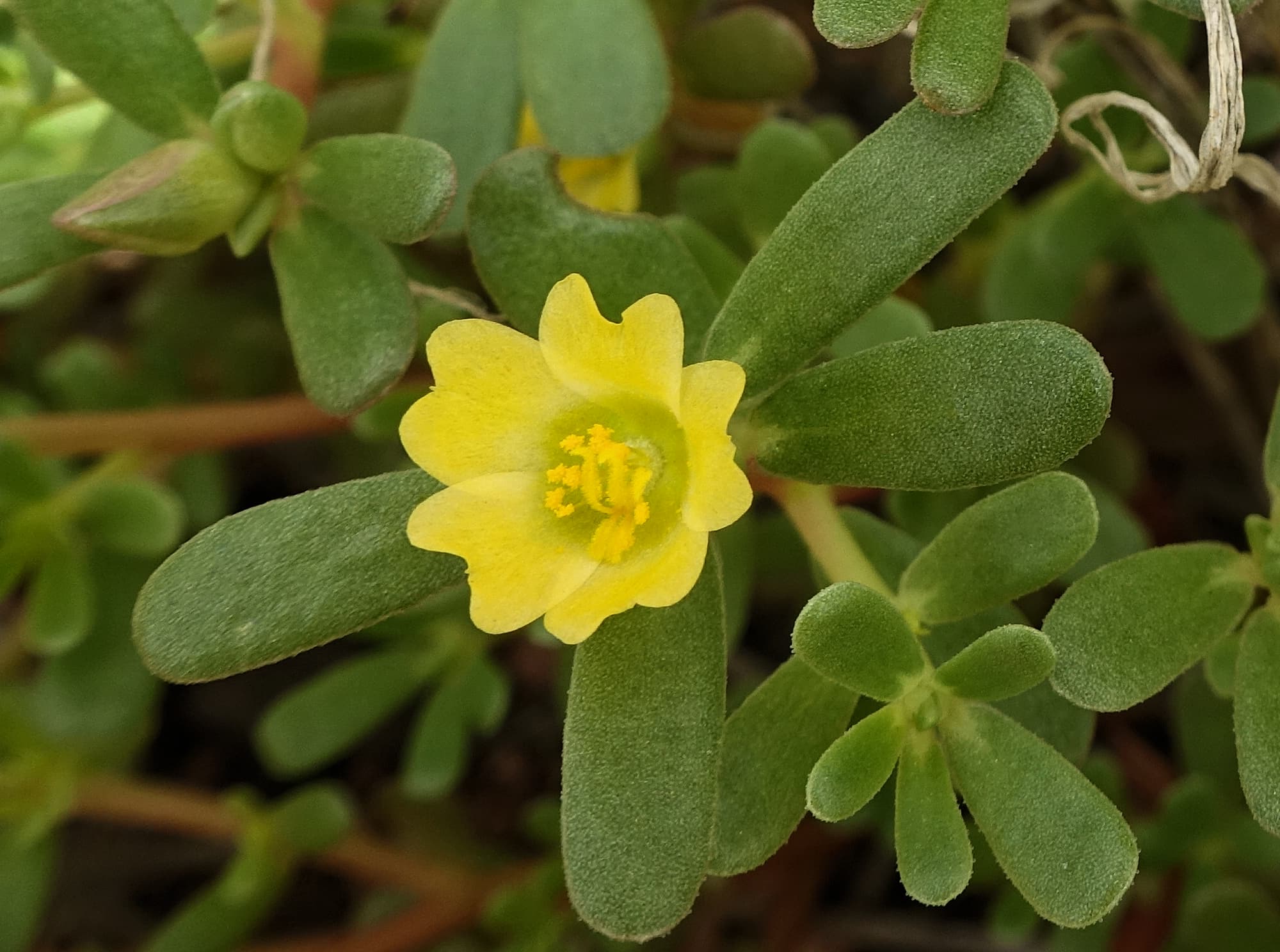Buttercup Pigweed (Portulaca intraterranea), Alice Springs Desert Park