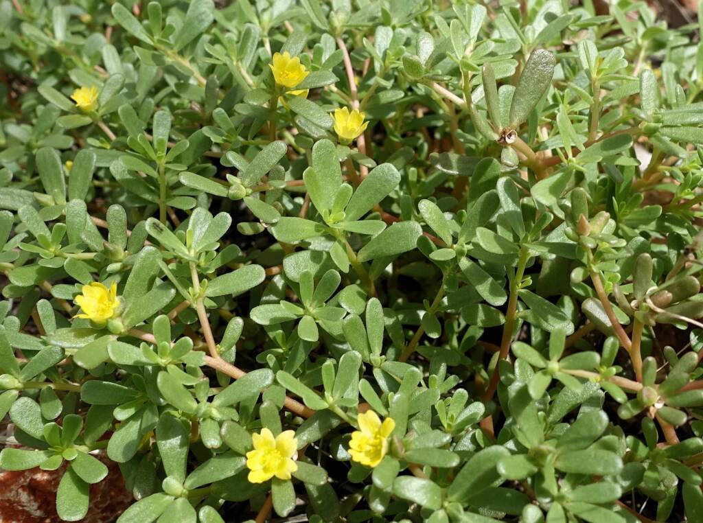 Buttercup Pigweed (Portulaca intraterranea), Alice Springs Desert Park