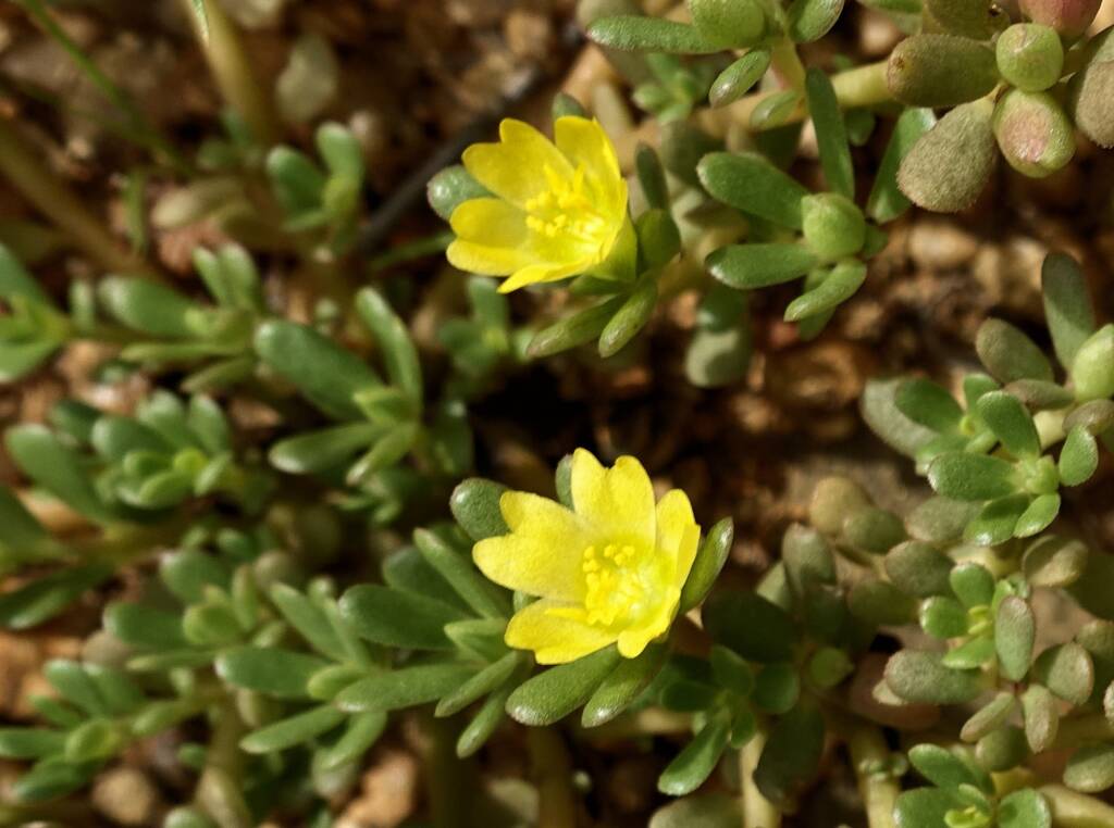 Buttercup Pigweed (Portulaca intraterranea), Alice Springs Desert Park