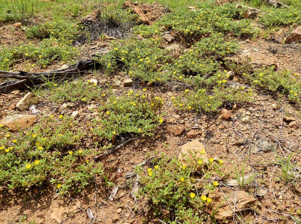 Buttercup Pigweed (Portulaca intraterranea), Alice Springs Desert Park