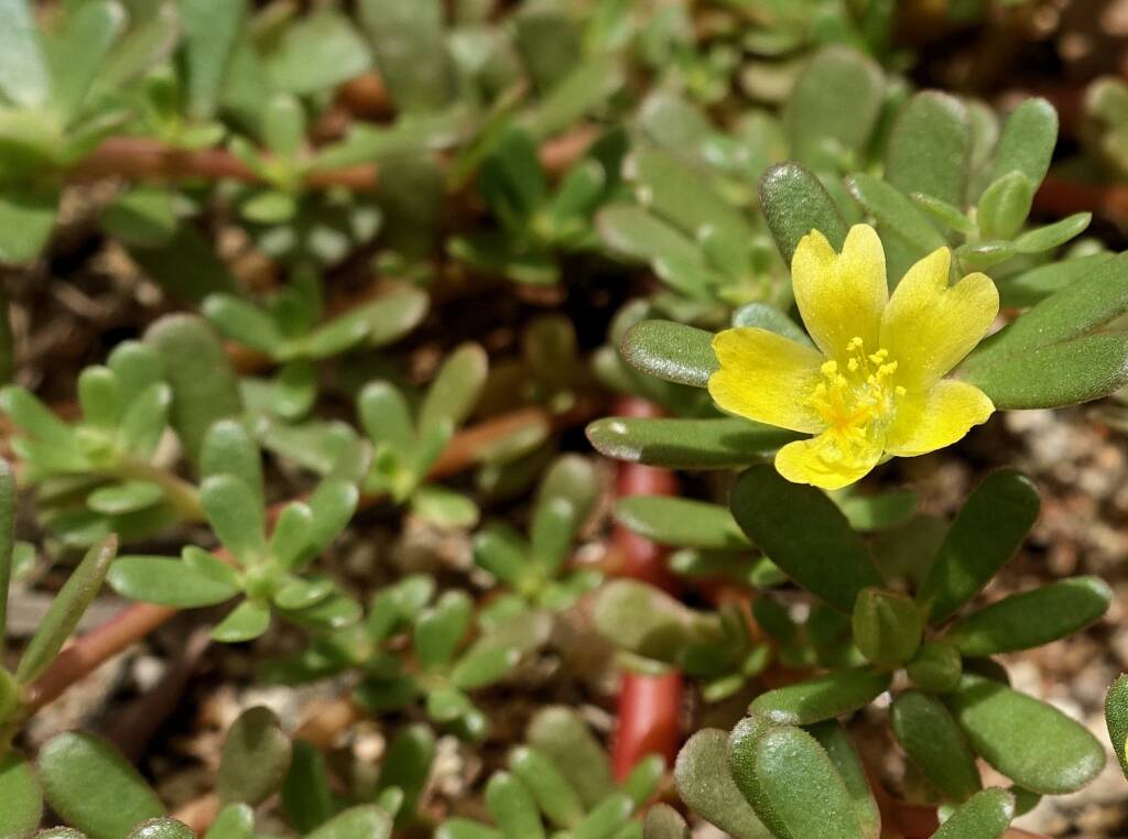 Buttercup Pigweed (Portulaca intraterranea), Alice Springs Desert Park