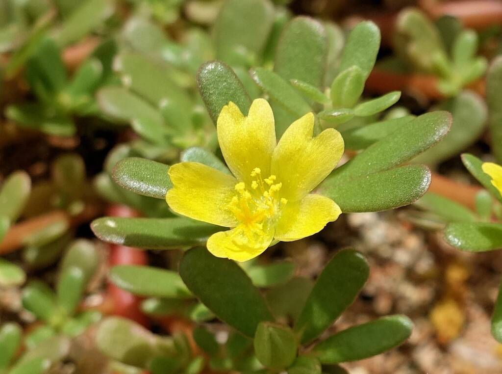 Buttercup Pigweed (Portulaca intraterranea), Alice Springs Desert Park