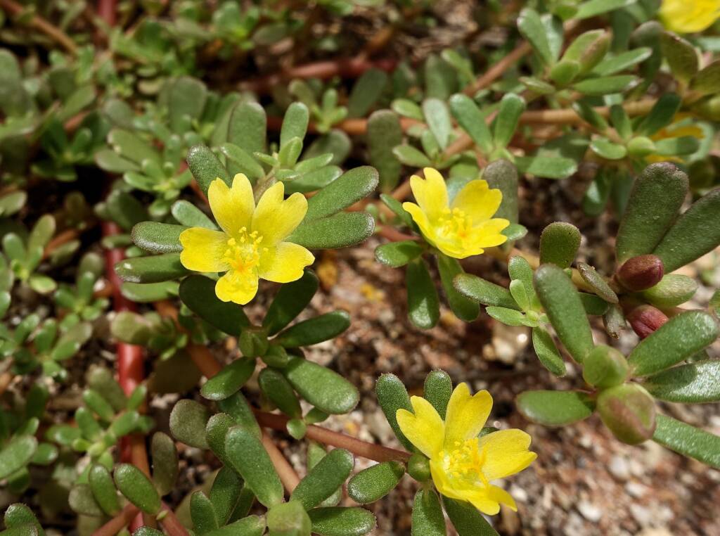 Buttercup Pigweed (Portulaca intraterranea), Alice Springs Desert Park