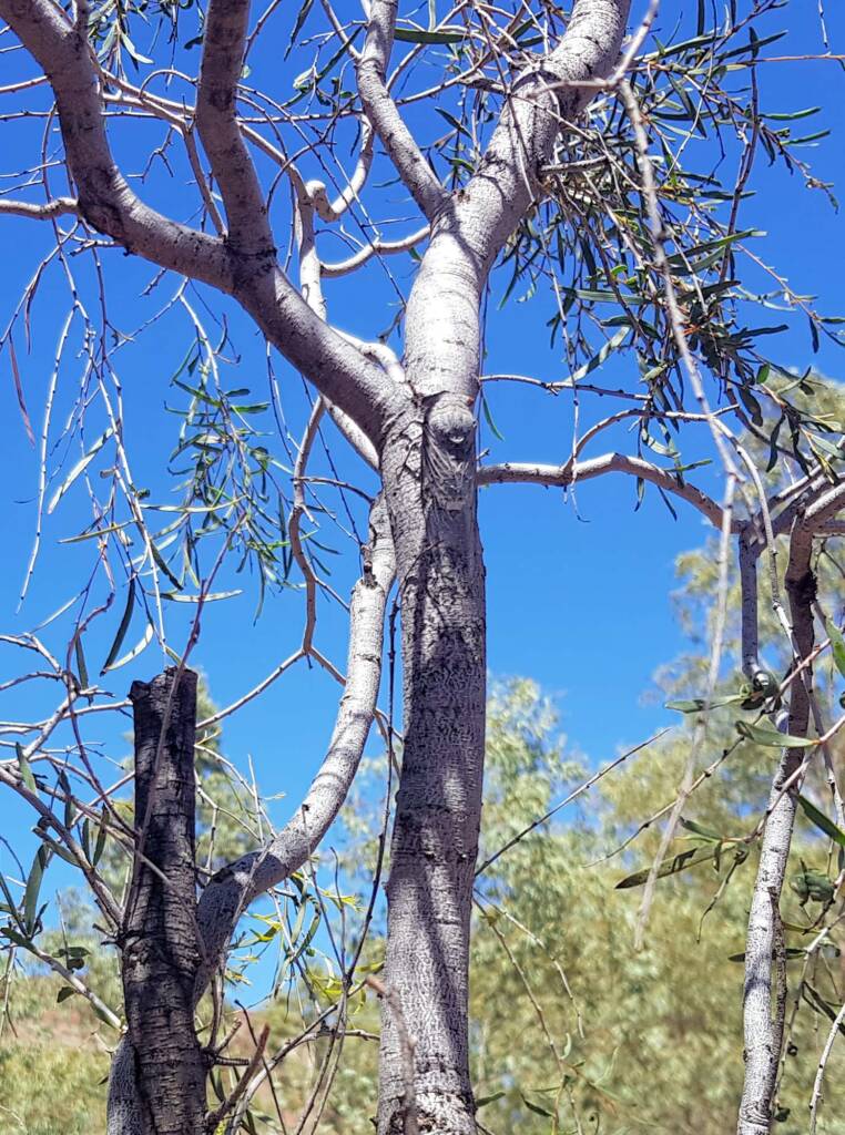Camouflaged Cicada (known colloquially as the 'pisser')