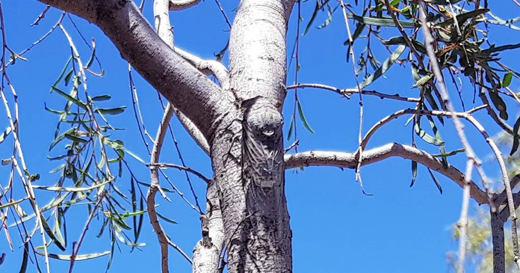Camouflaged Cicada (known colloquially as the 'pisser')