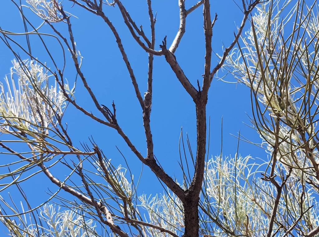 Camouflaged Cicada (known colloquially as the 'pisser')