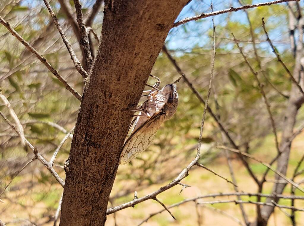 Camouflaged Cicada (known colloquially as the 'pisser')