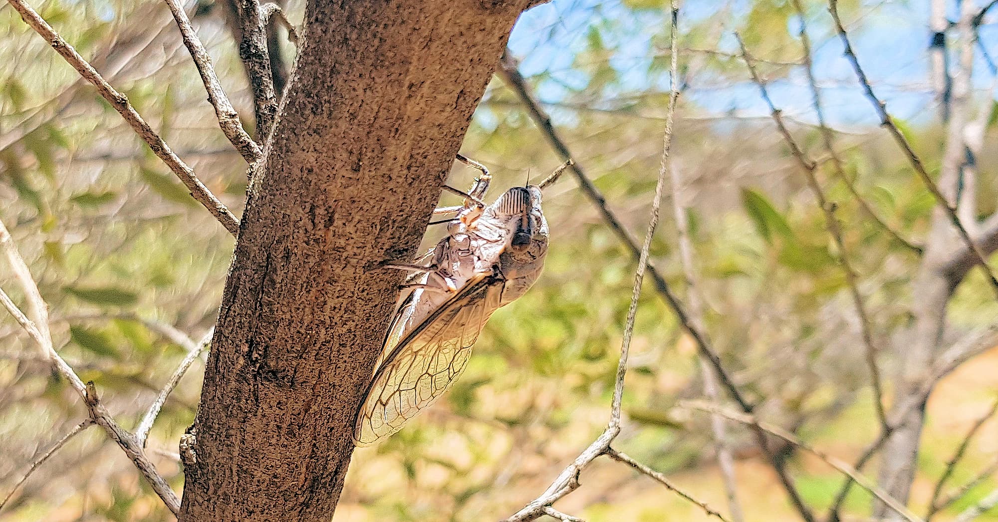 Camouflaged Cicada (known colloquially as the 'pisser')