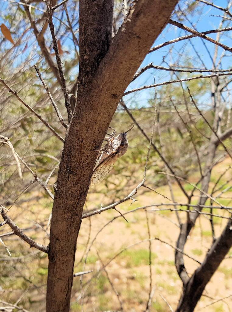Camouflaged Cicada (known colloquially as the 'pisser')