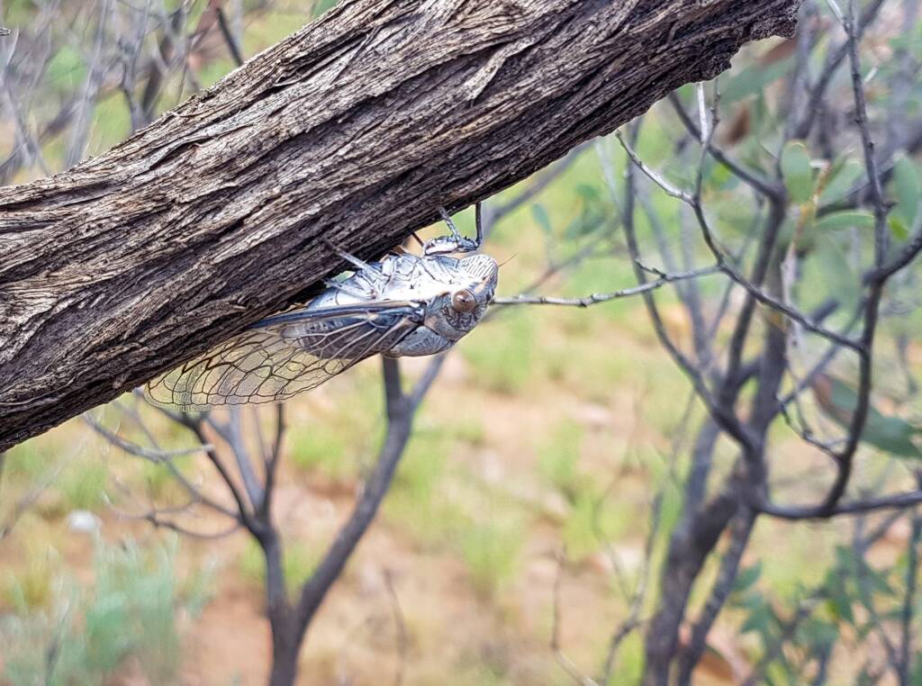 Camouflaged Cicada