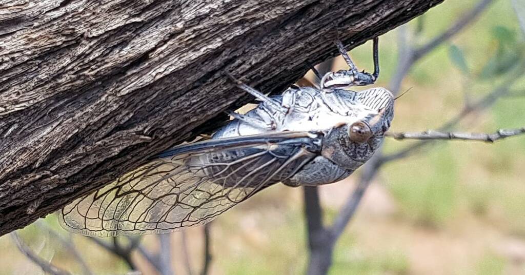 Camouflaged Cicada