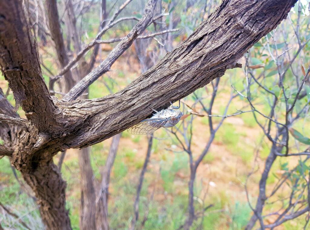 Camouflaged Cicada