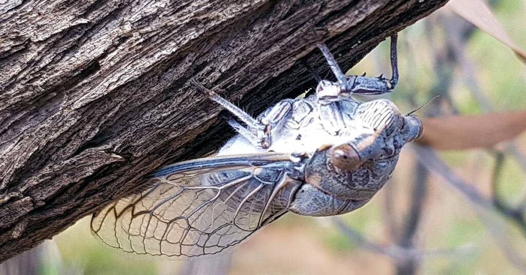 Camouflaged Cicada