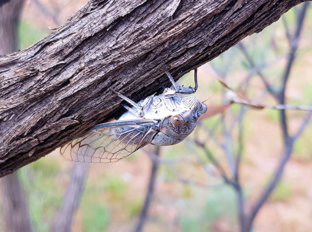 Camouflaged Cicada