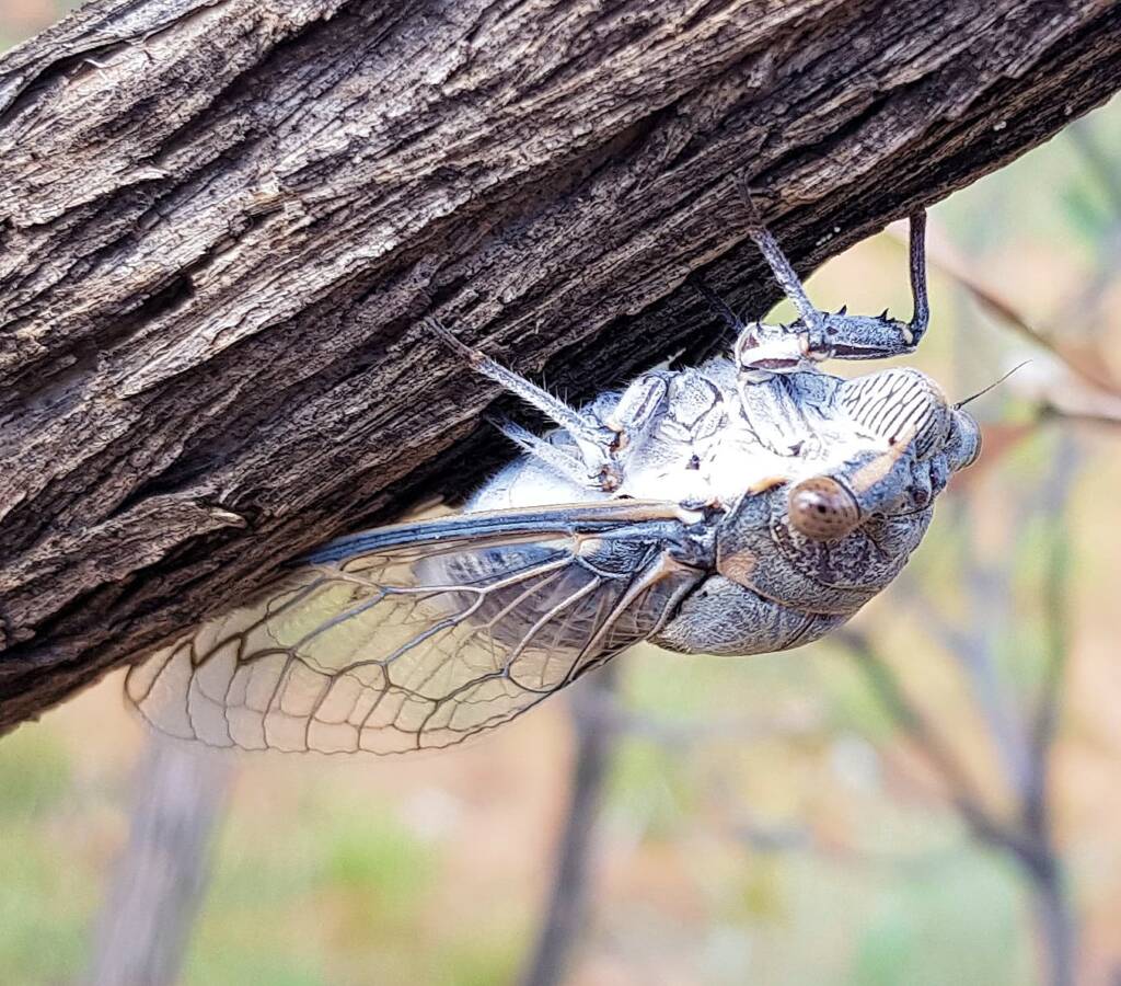 Camouflaged Cicada