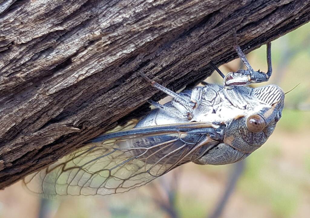 Camouflaged Cicada