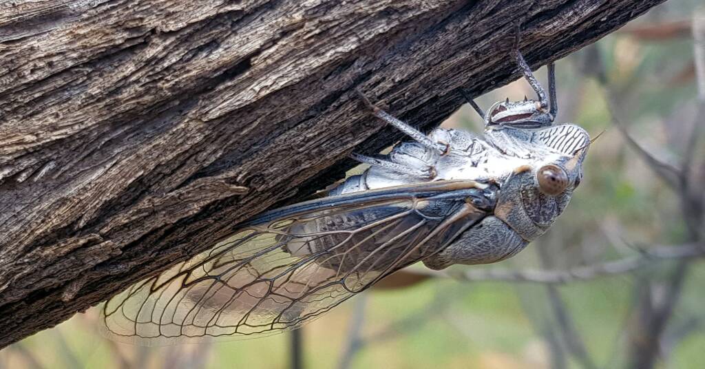 Camouflaged Cicada