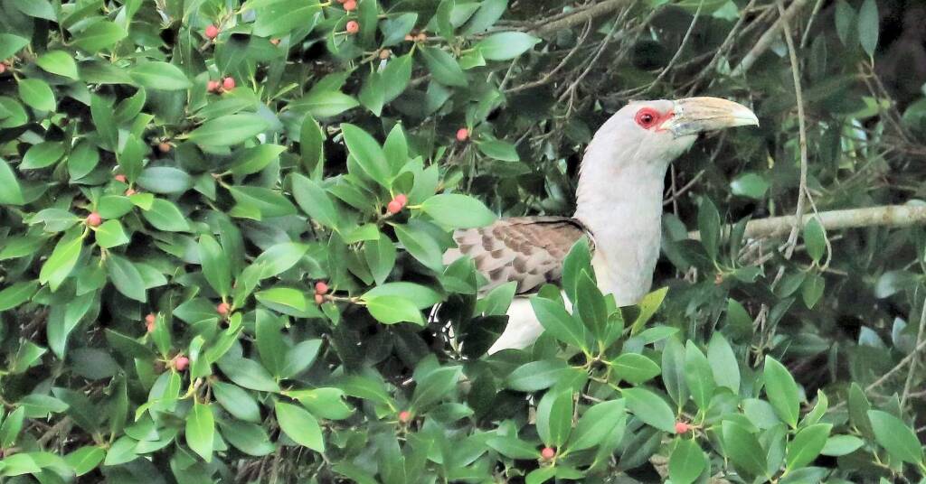 Channel-billed Cuckoo (Scythrops novaehollandiae)