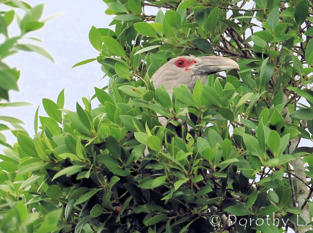 Channel-billed Cuckoo (Scythrops novaehollandiae)