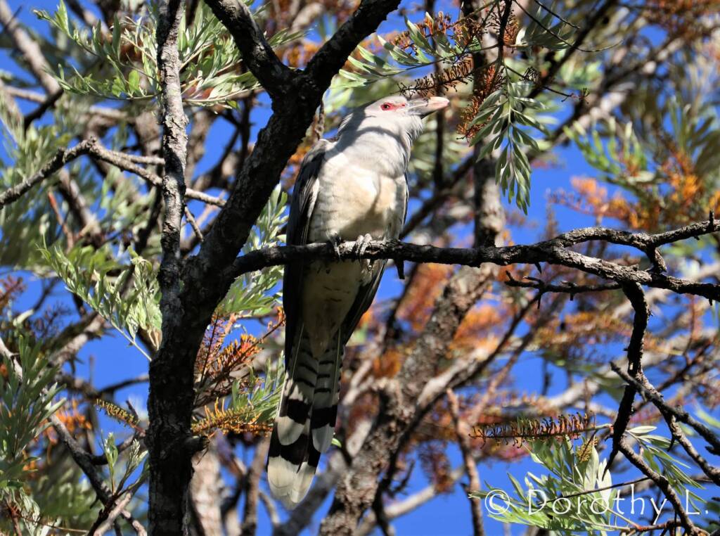 Channel-billed Cuckoo (Scythrops novaehollandiae)