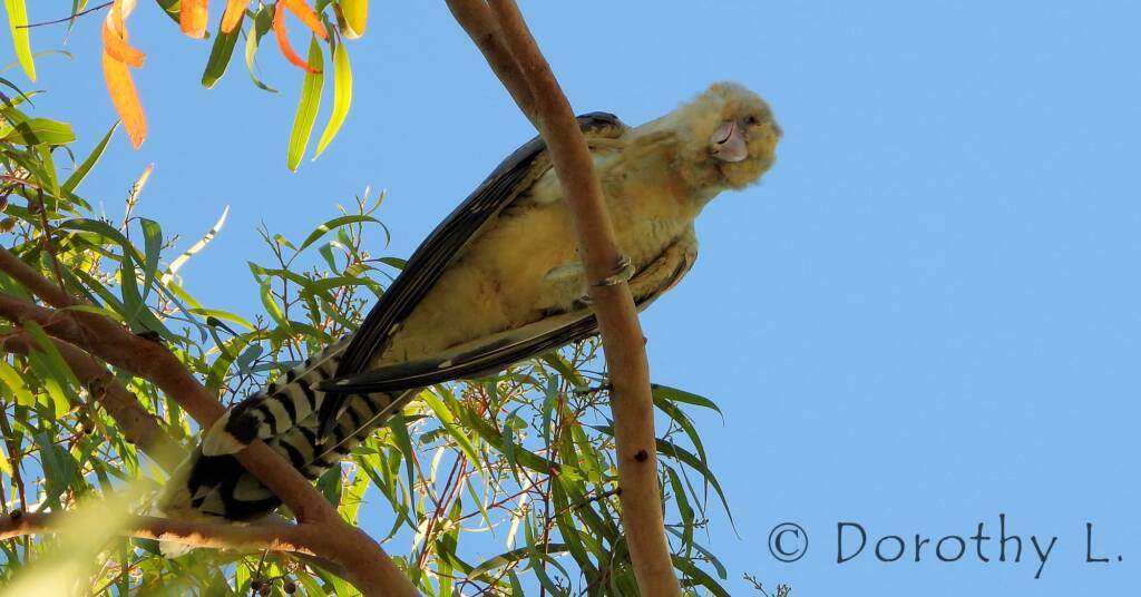 Channel-billed Cuckoo (Scythrops novaehollandiae)