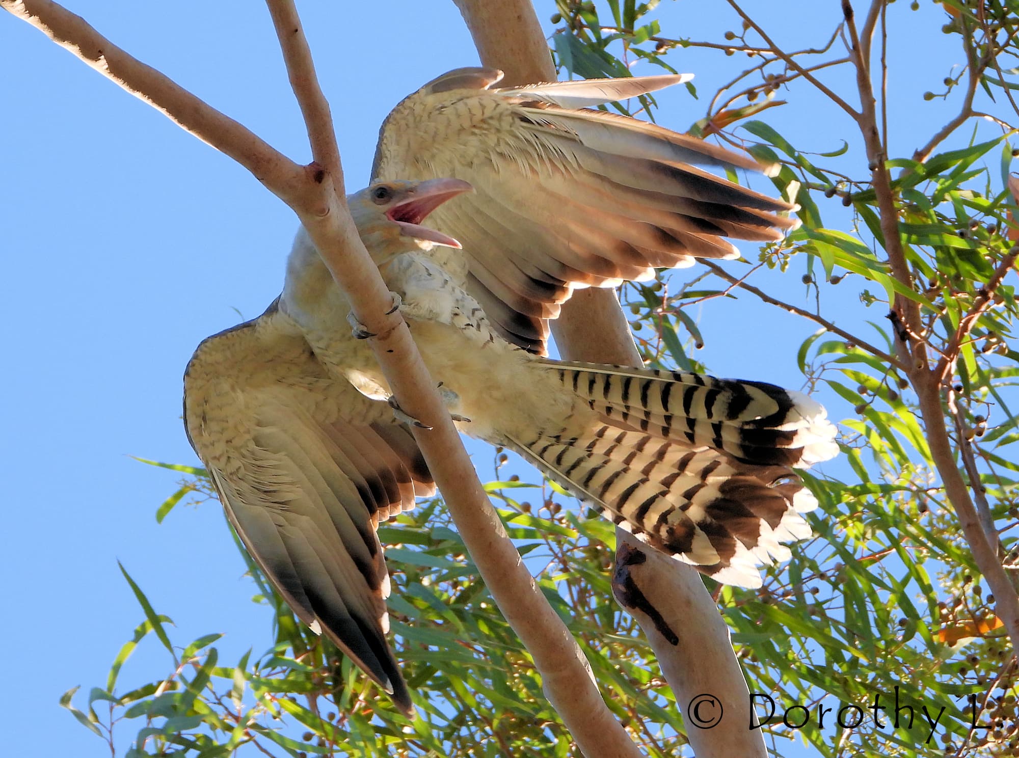 Channel-billed Cuckoo (Scythrops novaehollandiae)