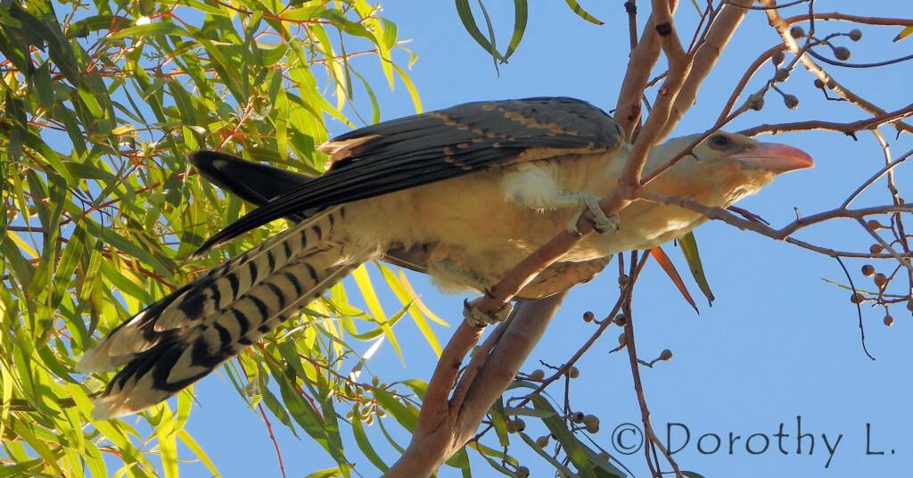 Channel-billed Cuckoo (Scythrops novaehollandiae)