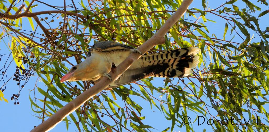 Channel-billed Cuckoo (Scythrops novaehollandiae)