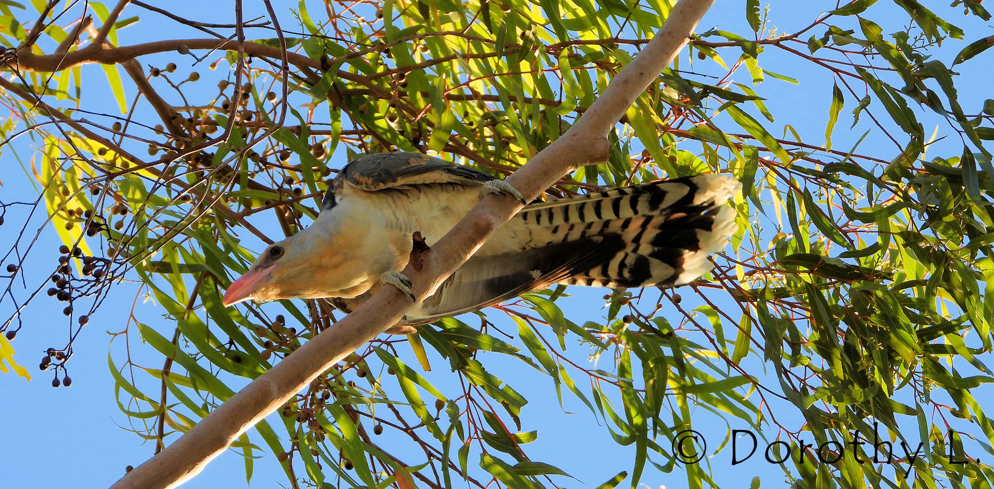 Channel-billed Cuckoo (Scythrops novaehollandiae)