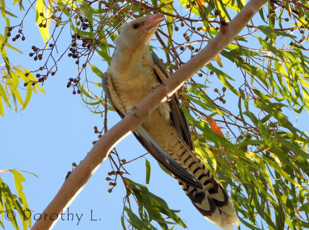 Channel-billed Cuckoo (Scythrops novaehollandiae)