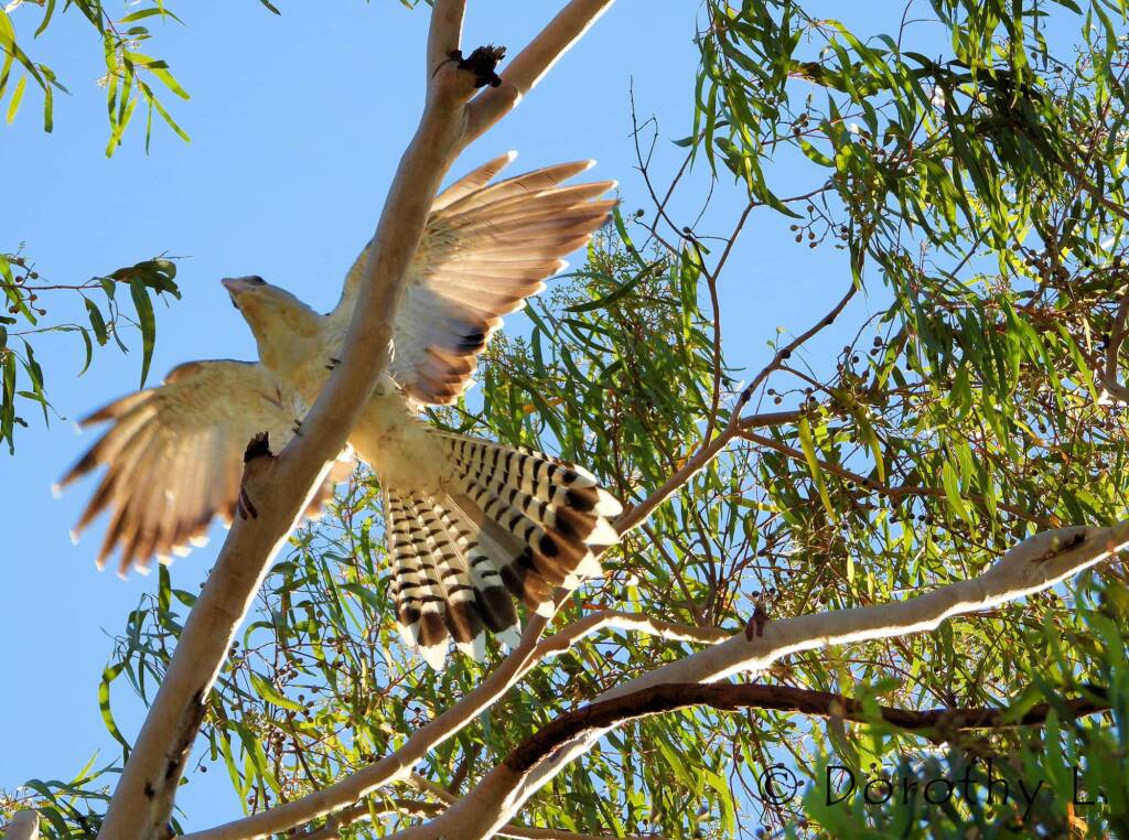 Channel-billed Cuckoo (Scythrops novaehollandiae)