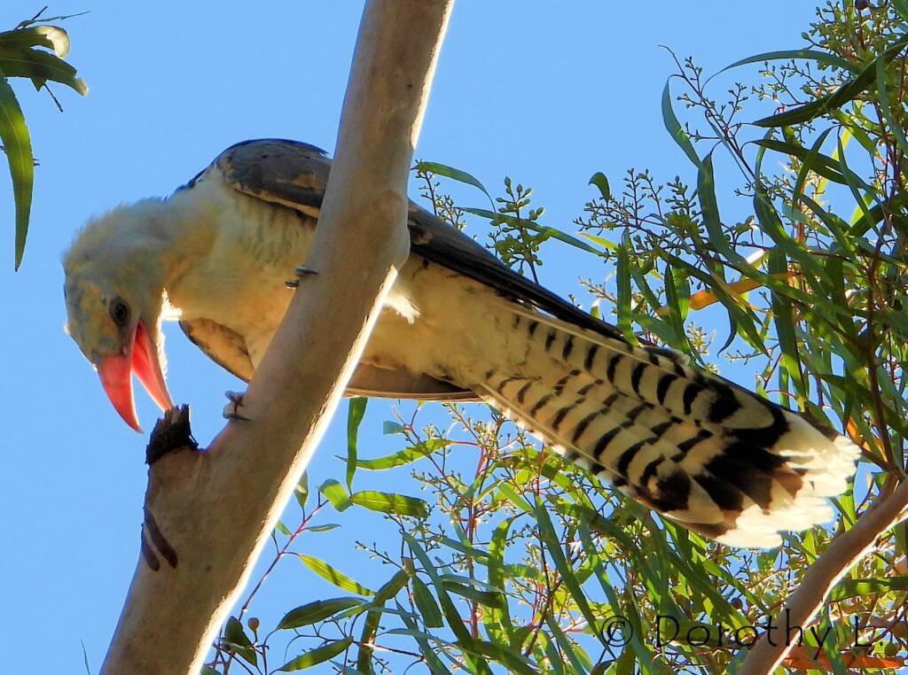 Channel-billed Cuckoo (Scythrops novaehollandiae)