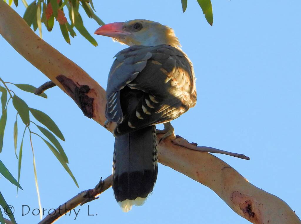 Channel-billed Cuckoo (Scythrops novaehollandiae)