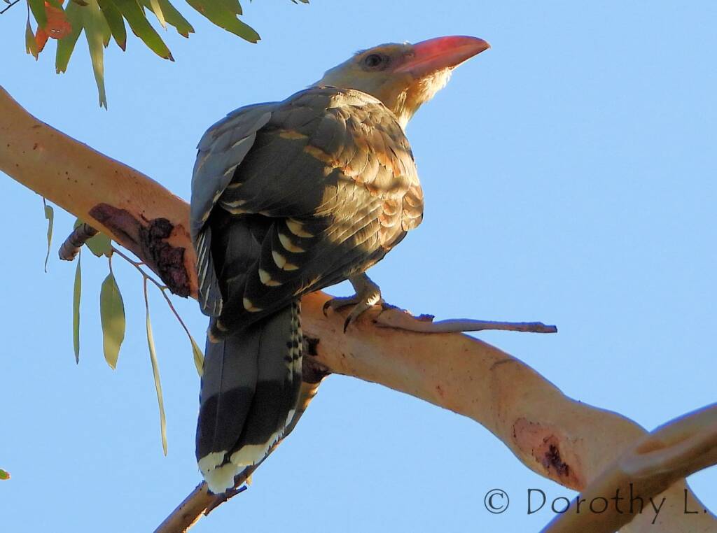 Channel-billed Cuckoo (Scythrops novaehollandiae)